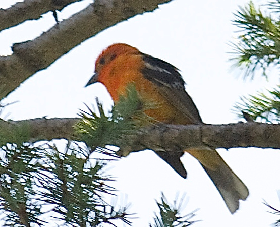 Flame-colored Tanager - male