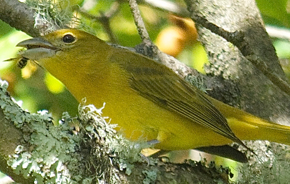 Summer Tanager w/ yellow jacket-