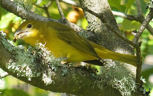 Summer Tanager w/ yellow jacket-