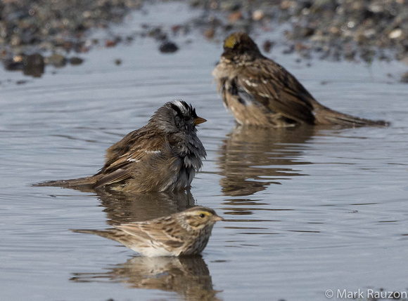 3 sparrow species bathing