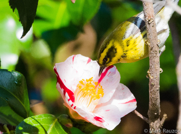 Townsend's Warbler in Camelia