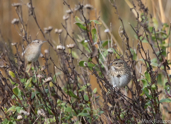 Marsh Wren and Lincoln's Sparrow
