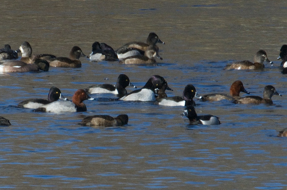 Common Pochard w/ Ring-necked & Redhead Ducks