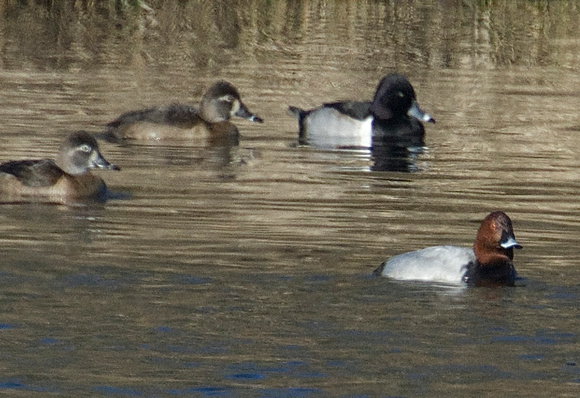 Ring-necked ducks and Common Pochard