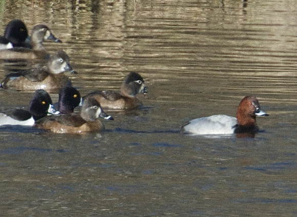 Common Pochard leads the flock out of 2016