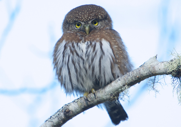 N. Pygmy Owl