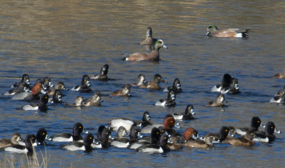 Redheads, Wigeons, Ring-necked Ducks