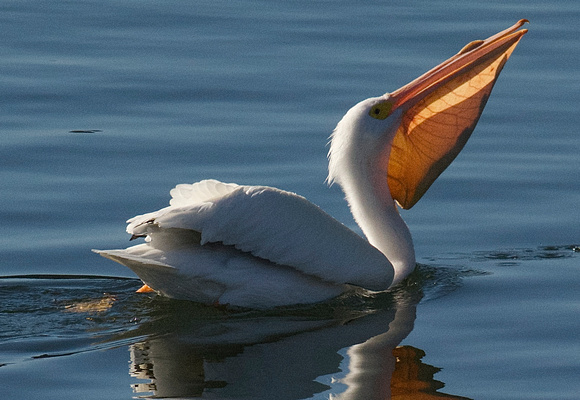 White Pelican w/trout