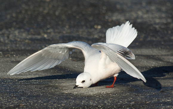 stumbling gull (Explored on flicr)