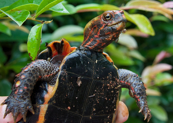 Ryukyu Black-breasted  Leaf Turtle