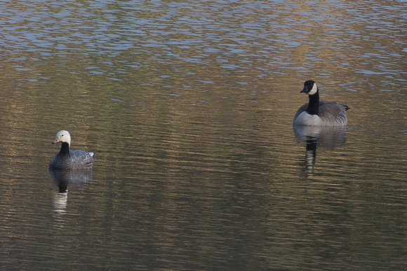 Emperor and Canada Geese
