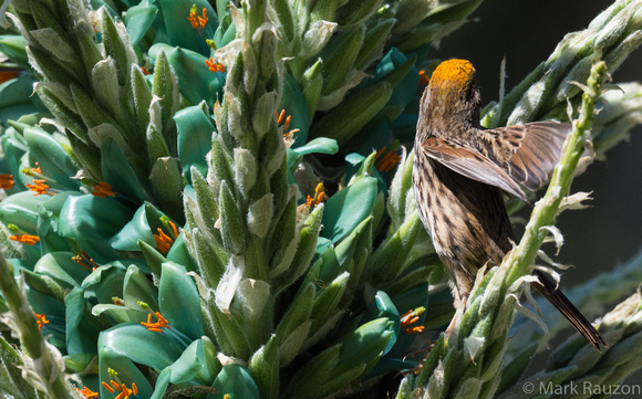 Puya plant with Song Sparrow