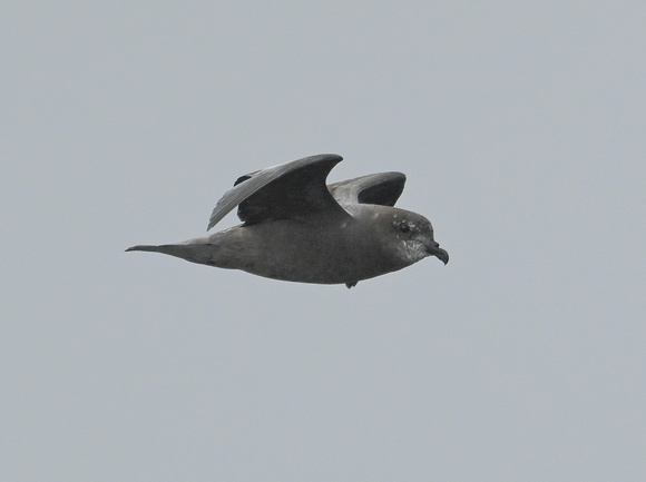 MURPHY'S PETREL