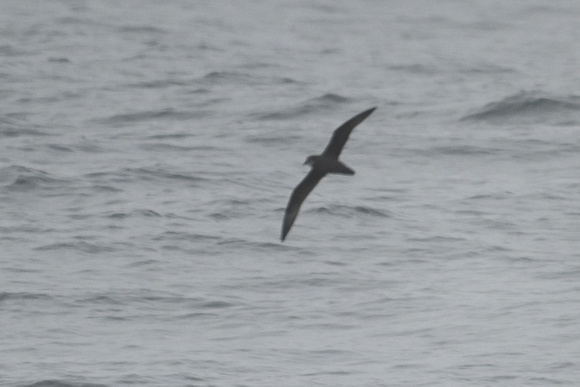 MURPHY'S PETREL