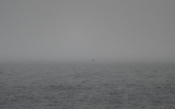 Mottled Petrel in fog