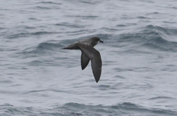 MURPHY'S PETREL