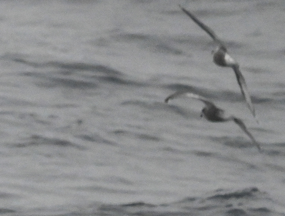 MOTTLED PETRELS