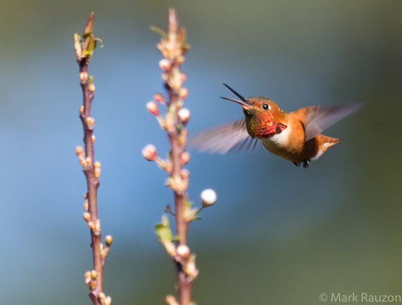 Allen's Hummingbird - male