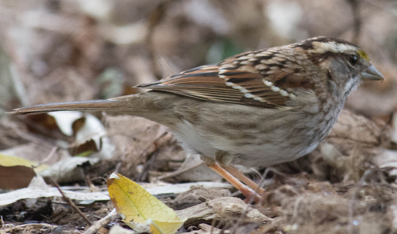 2nd White-throated Sparrow