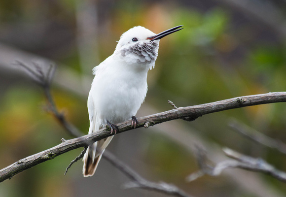 albino Anna's Hummingbird