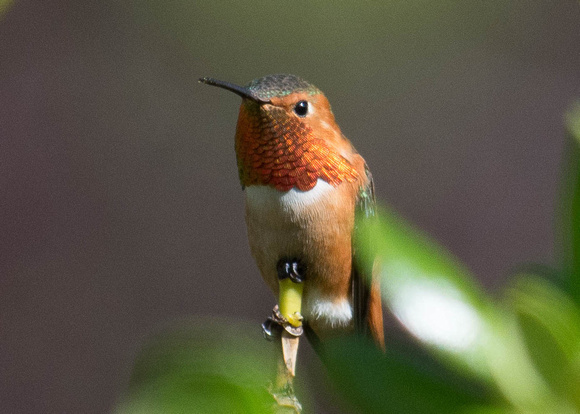 Allen's hummingbird - male