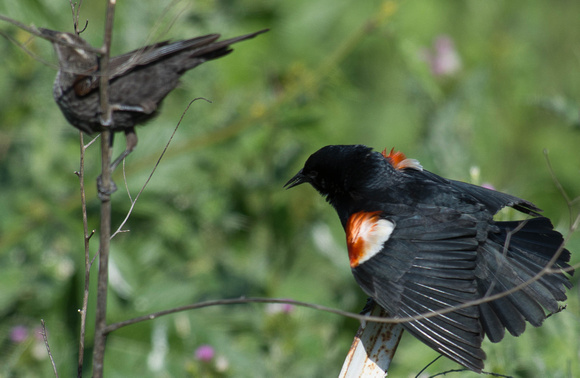 Tricolored Blackbird - male & female