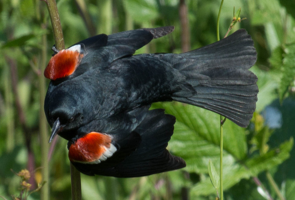 Tricolored Blackbird - male