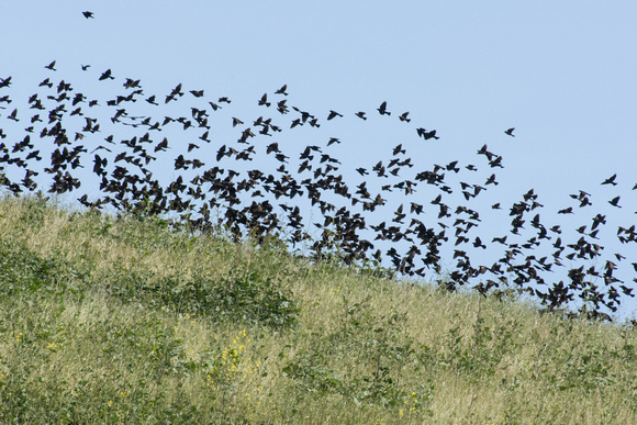Tricolored Blackbird flock