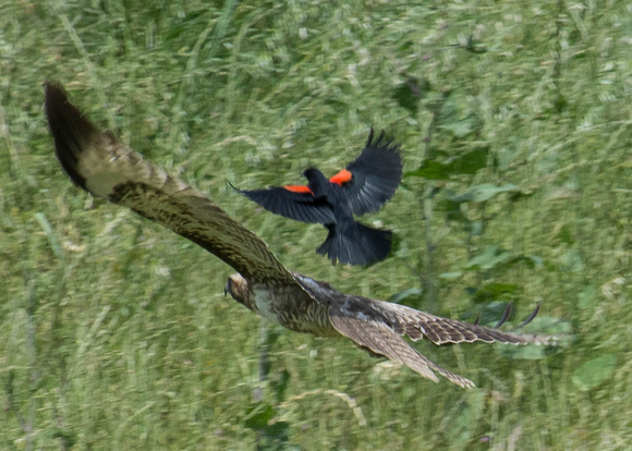 Red-winged Blackbird harassing Redtail