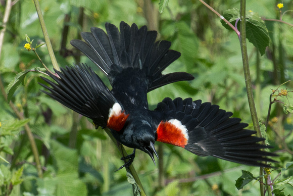 Tricolored Blackbird - male