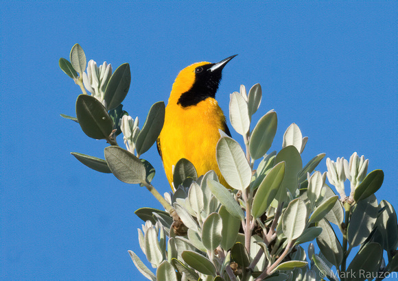 Hooded Oriole (m)