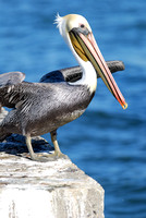 Brown pelican on berkeley pier
