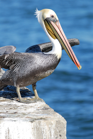 Brown pelican on berkeley pier