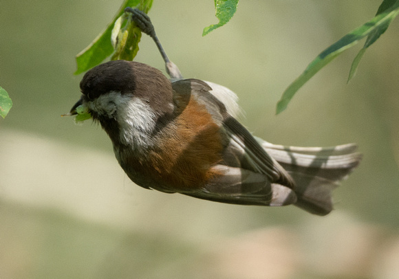 chestnut backed chickadee getting food for chicks