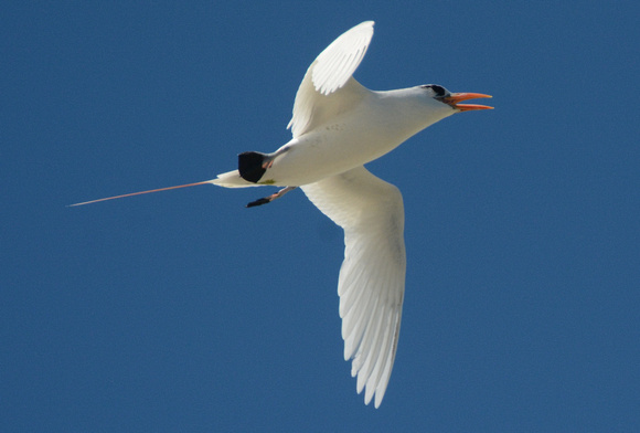 red-tailed tropicbird