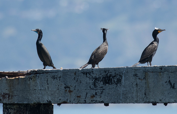 Brandt's and Double-crested Cormorants