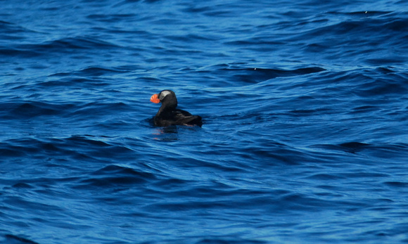 tufted puffin, winter