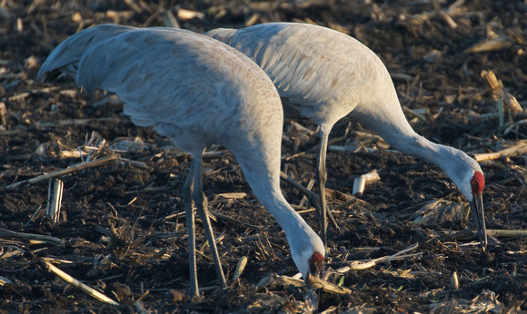 sandhill cranes eating corn