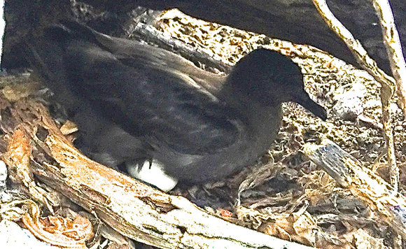 Christmas Shearwater with egg.