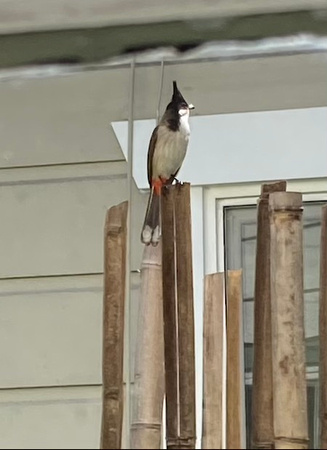 Fruitvale site- red whisked bulbul