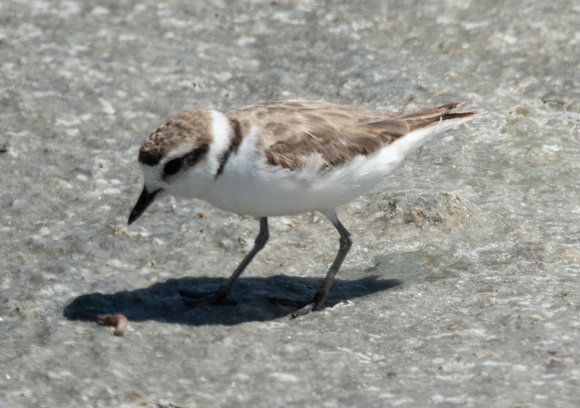 Snowly Plover