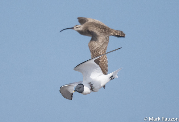 Sabine's Gull and Whimbrel