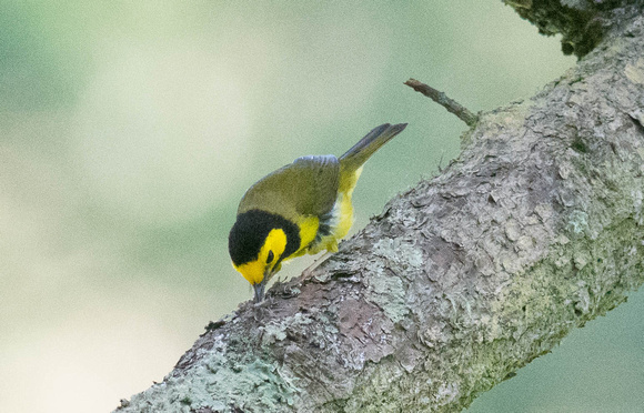 Hooded Warbler - male