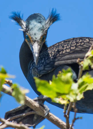 double-crested Cormorant