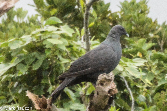 Black Pigeon (Columba janthina) - endemic endangered