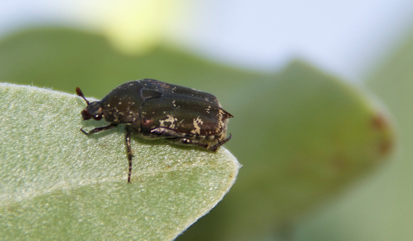 beetle specific to heliotropism