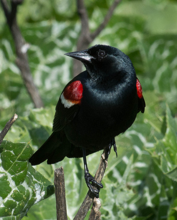 tri-colored blackbird-male