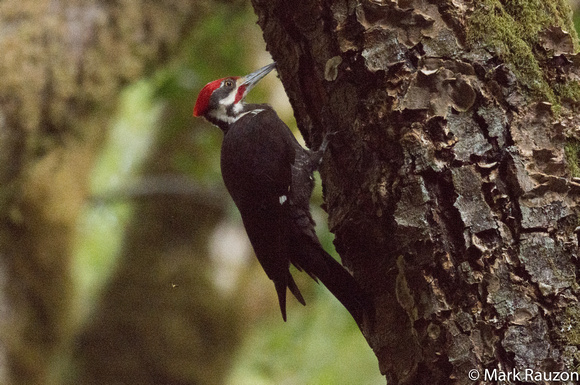 Pileated Woodpecker excavating nest hole