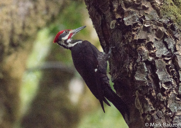 Pileated Woodpecker excavating nest hole