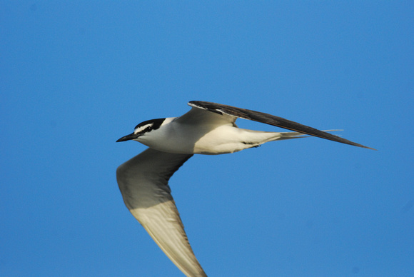 gray-backed tern in fllght